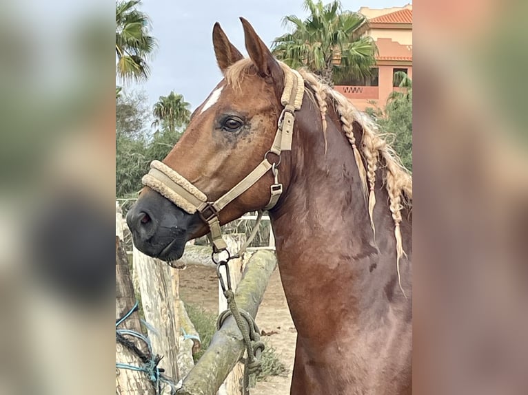 Anglo arabe Croisé Hongre 4 Ans 150 cm Alezan in Almerimar