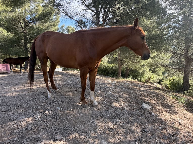 Anglo arabe Hongre 4 Ans 165 cm Alezan in Moratall