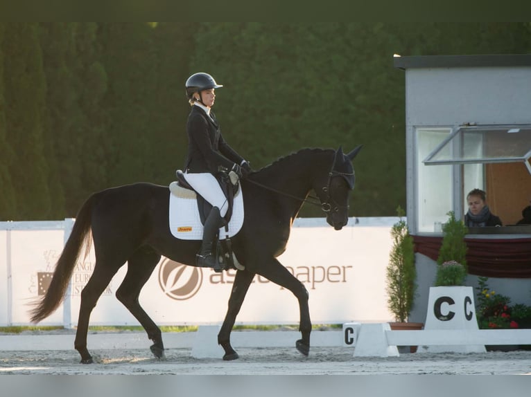 Anglo arabe Hongre 4 Ans 166 cm Noir in Dąbrowica
