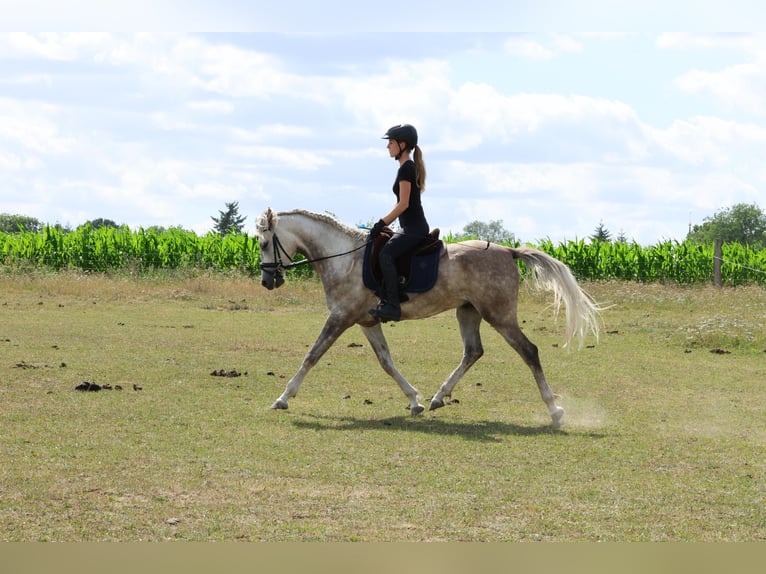 Anglo arabe Hongre 5 Ans 154 cm Gris pommelé in Rehfelde WerderPrötzel