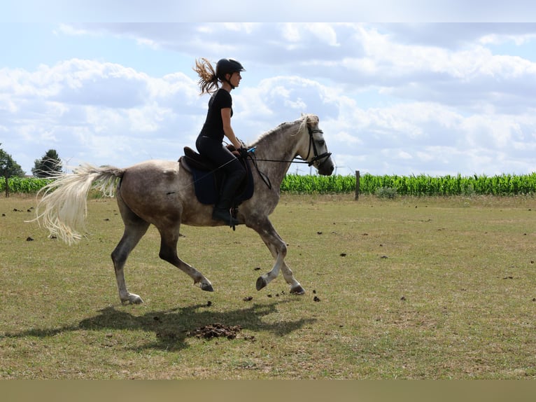 Anglo arabe Hongre 5 Ans 154 cm Gris pommelé in Rehfelde WerderPrötzel