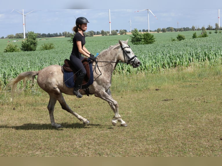 Anglo arabe Hongre 5 Ans 154 cm Gris pommelé in Rehfelde WerderPrötzel