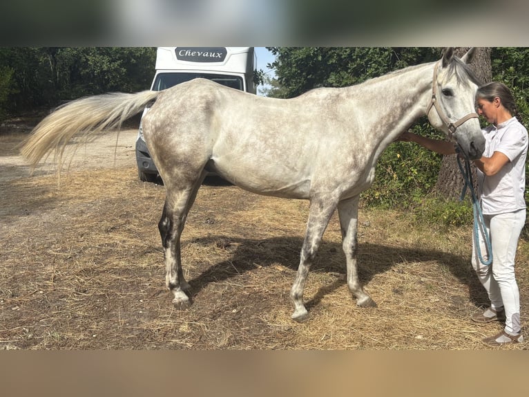 Anglo arabe Hongre 5 Ans 160 cm Gris in saint yrieix les bois