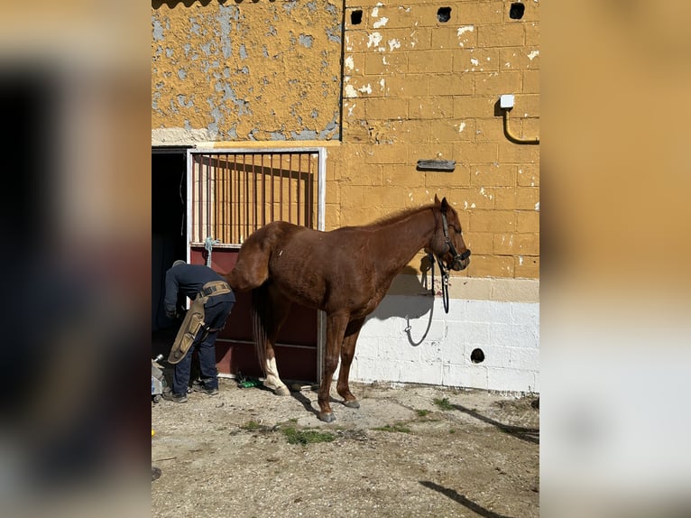 Anglo arabe Hongre 5 Ans 164 cm Alezan brûlé in Galapagar