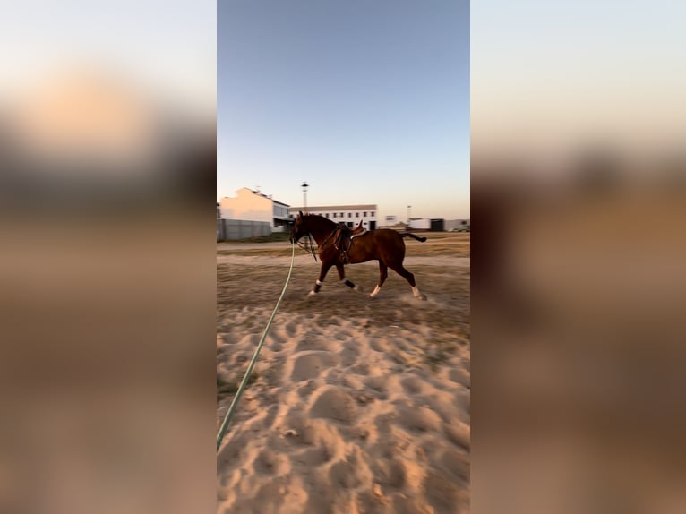 Anglo arabe Hongre 5 Ans 166 cm Alezan in Sevilla