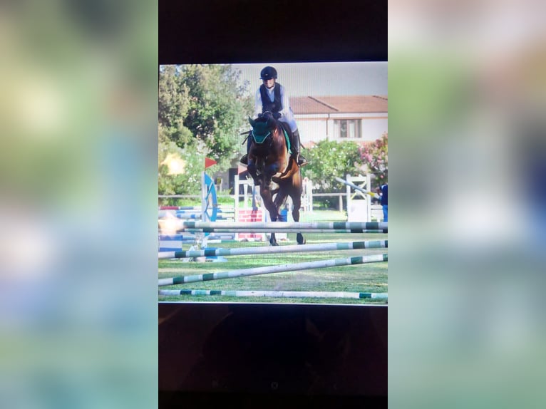 Anglo arabe Hongre 5 Ans 169 cm Bai brun in Oristano