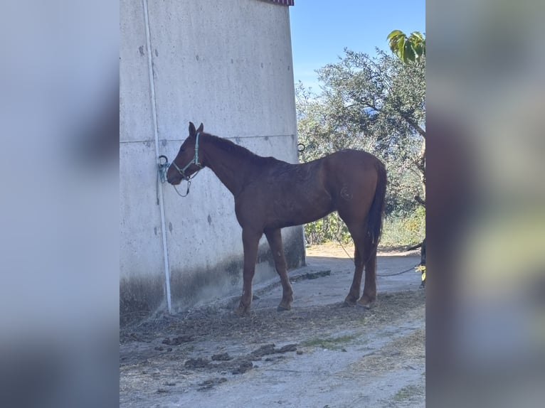 Anglo arabe Hongre 5 Ans 170 cm Alezan in PlasenciaPlasencia