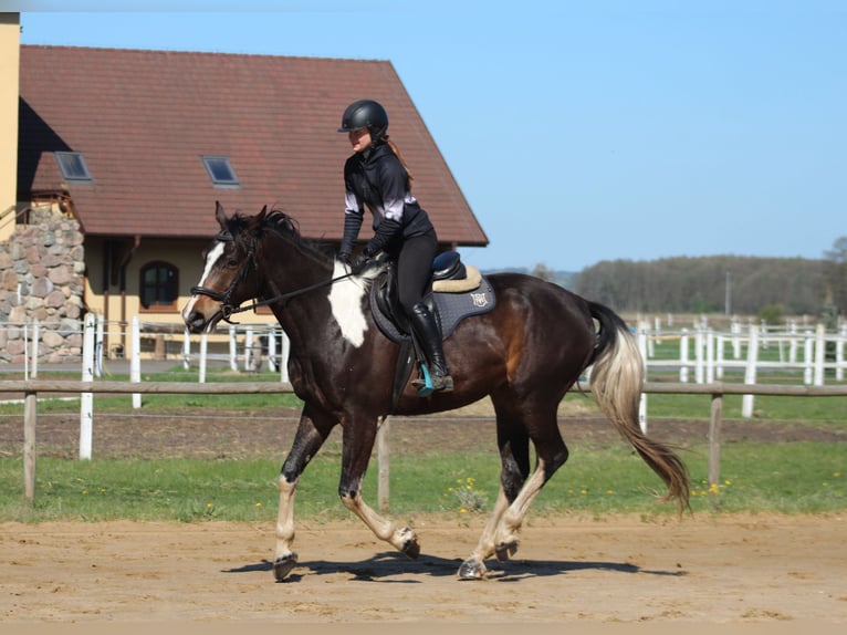 Anglo arabe Hongre 5 Ans 170 cm Pinto in Santok