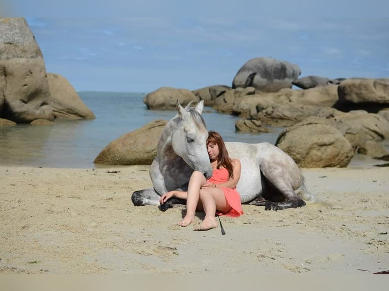 Anglo arabe Hongre 5 Ans in Goulven