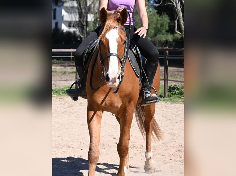 Anglo arabe Hongre 6 Ans 160 cm Alezan in Les Adrets-de-l'Estérel