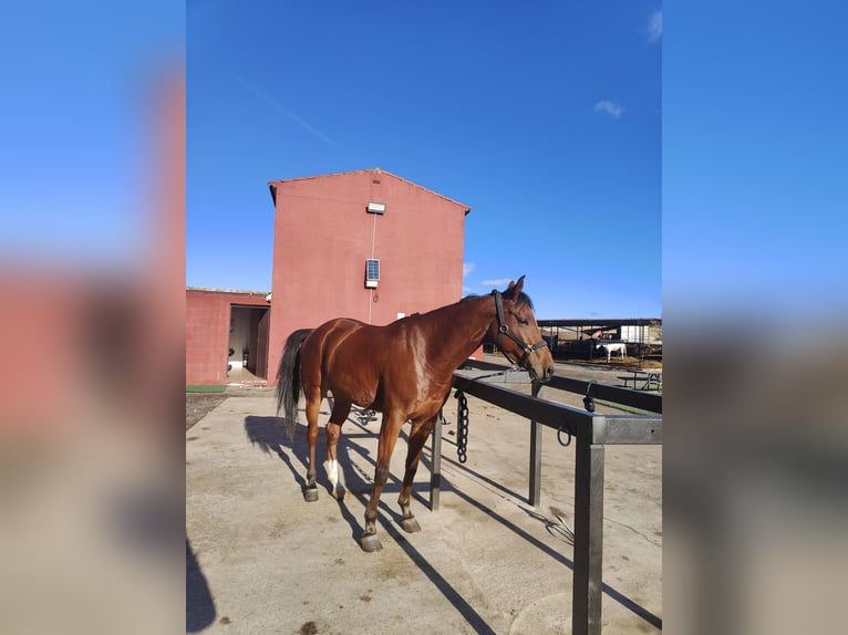 Anglo arabe Croisé Hongre 6 Ans 161 cm Bai in Alcala De Henares