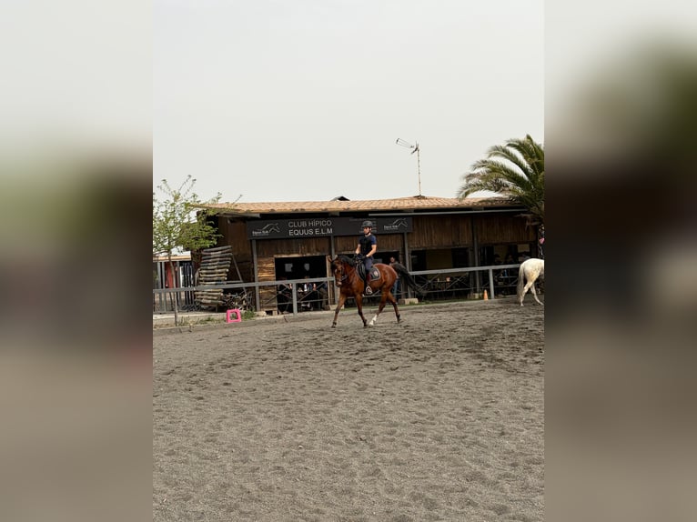 Anglo arabe Croisé Hongre 6 Ans 161 cm Bai in Alcala De Henares
