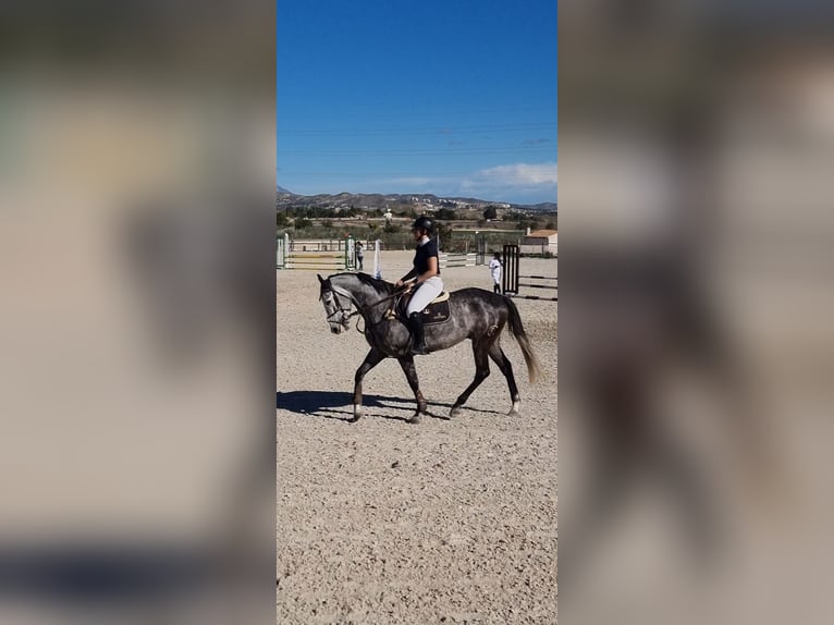 Anglo arabe Croisé Hongre 6 Ans 168 cm Gris pommelé in Alicante