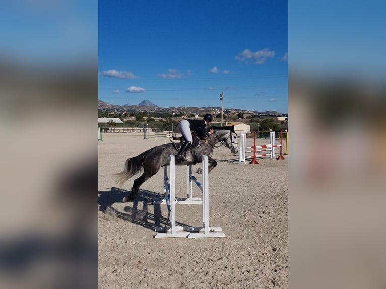 Anglo arabe Croisé Hongre 6 Ans 168 cm Gris pommelé in Alicante