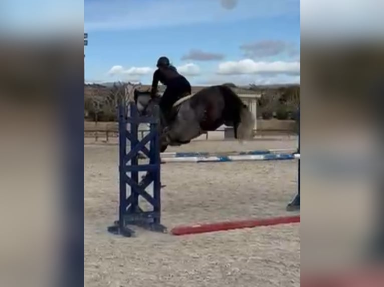 Anglo arabe Croisé Hongre 6 Ans 168 cm Gris pommelé in Alicante