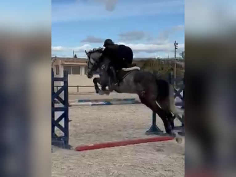 Anglo arabe Croisé Hongre 6 Ans 168 cm Gris pommelé in Alicante