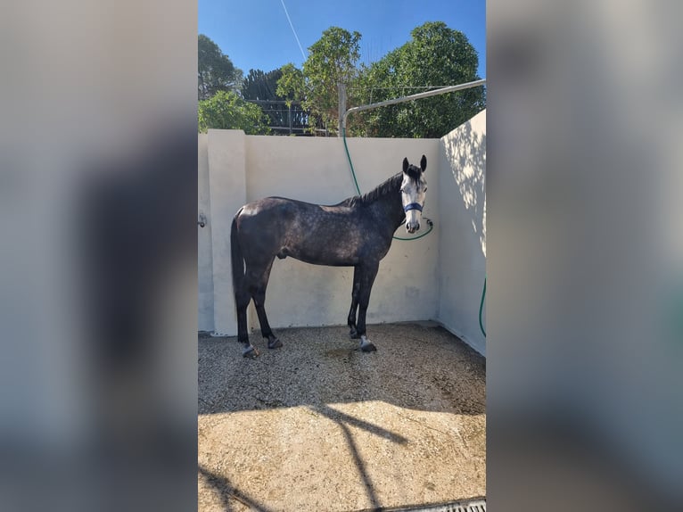 Anglo arabe Croisé Hongre 6 Ans 168 cm Gris pommelé in Alicante