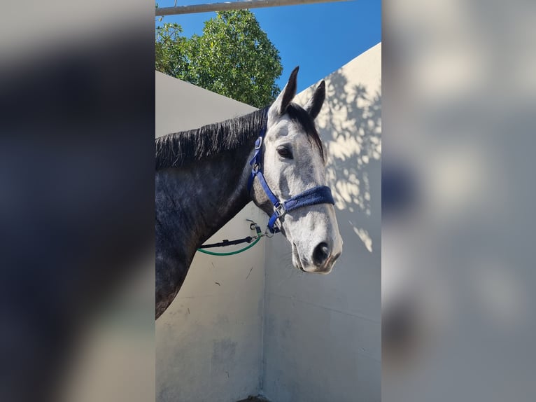 Anglo arabe Croisé Hongre 6 Ans 168 cm Gris pommelé in Alicante