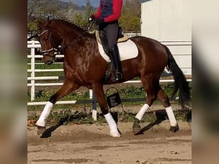 Anglo arabe Hongre 6 Ans 172 cm Bai in Sabadell Anglo arabe Hongre 6 Ans 172 cm Bai in Sabadell