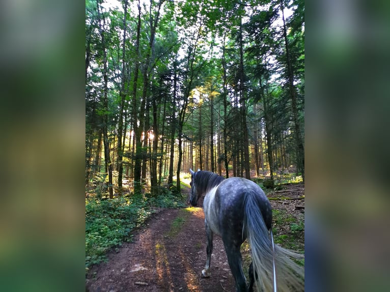 Anglo arabe Hongre 7 Ans 147 cm Gris in Jungholtz