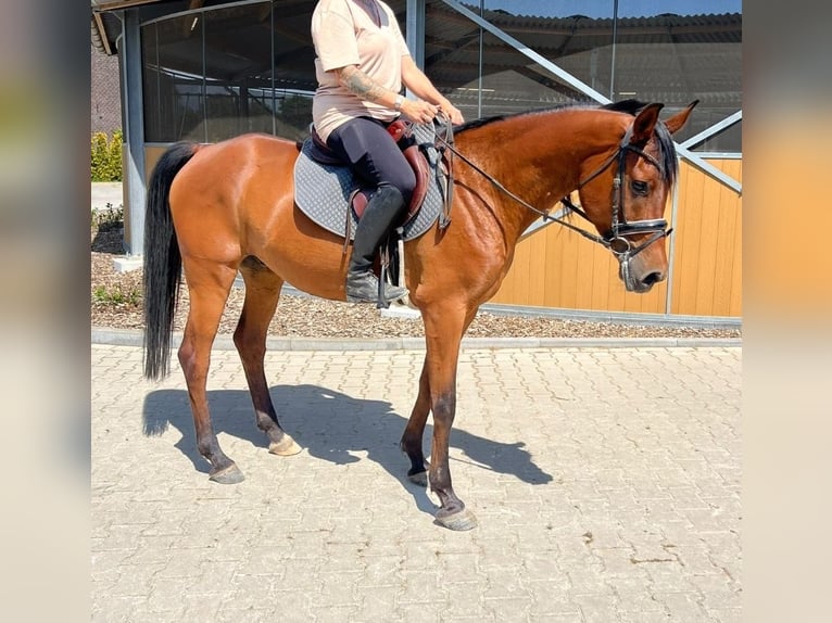 Anglo arabe Hongre 7 Ans 153 cm Bai in Nettetal