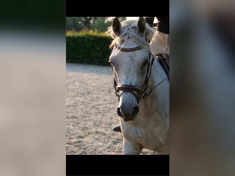 Anglo arabe Hongre 7 Ans 153 cm Gris in Breendonk