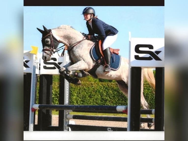 Anglo arabe Hongre 7 Ans 153 cm Gris in Breendonk