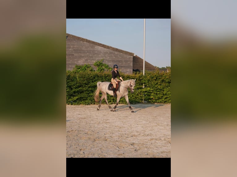 Anglo arabe Hongre 7 Ans 153 cm Gris in Breendonk