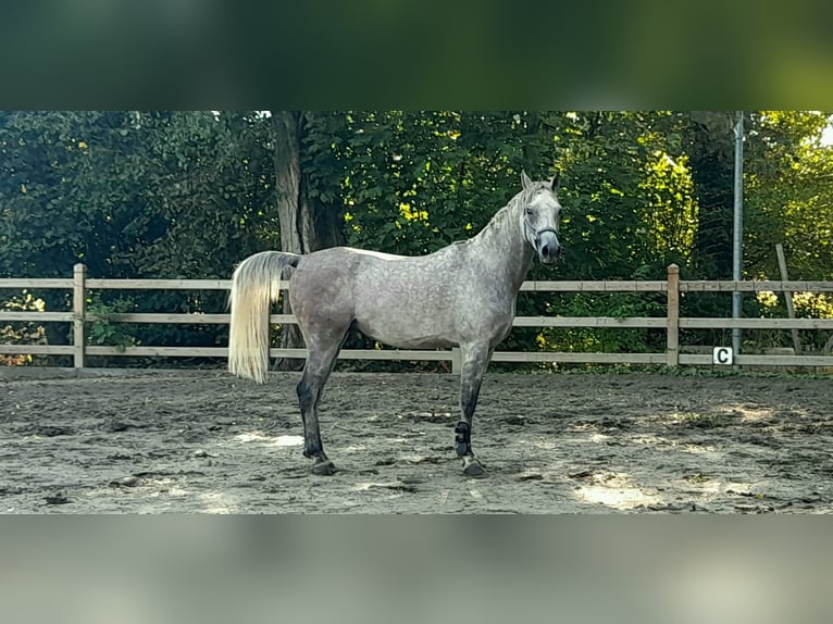 Anglo arabe Hongre 7 Ans 153 cm Gris in Breendonk