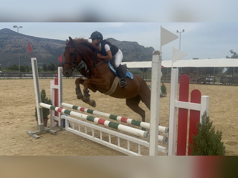 Anglo arabe Hongre 7 Ans 160 cm Alezan in Aprilia