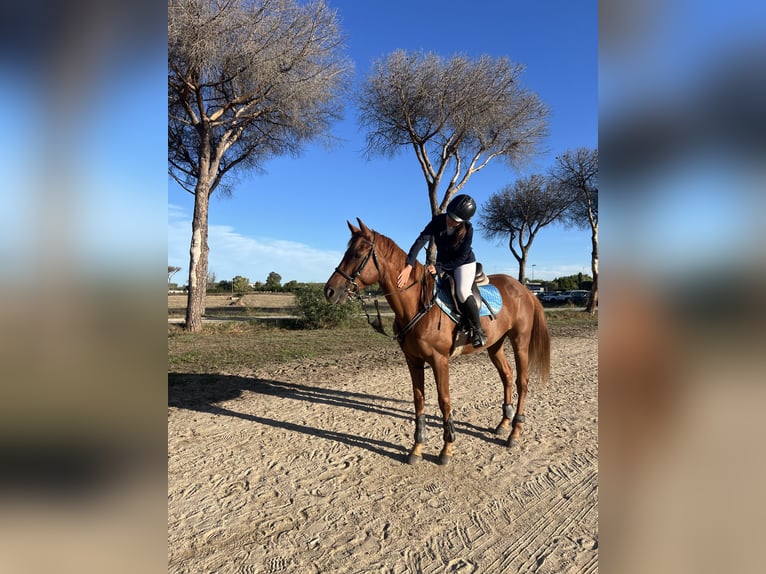 Anglo arabe Hongre 7 Ans 160 cm Alezan in Aprilia