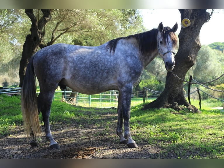 Anglo arabe Croisé Hongre 8 Ans 153 cm Gris pommelé in Vejer de la Frontera