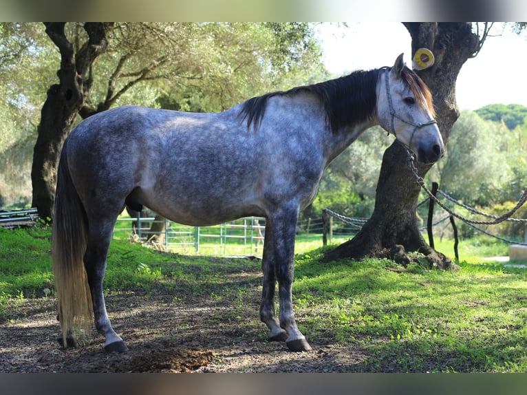 Anglo arabe Croisé Hongre 8 Ans 153 cm Gris pommelé in Vejer de la Frontera