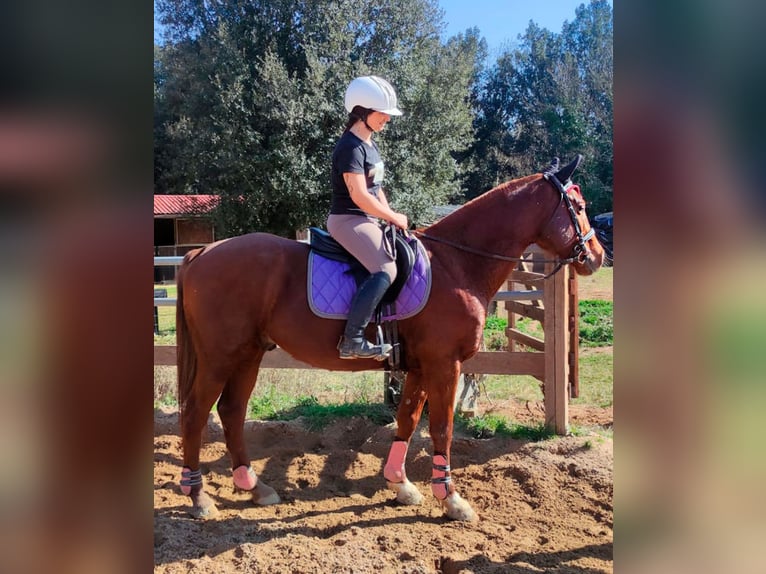 Anglo arabe Hongre 8 Ans 154 cm Alezan in Canet DAdri