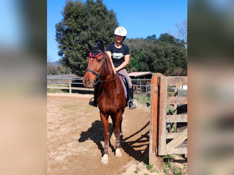 Anglo arabe Hongre 8 Ans 154 cm Alezan in Canet DAdri