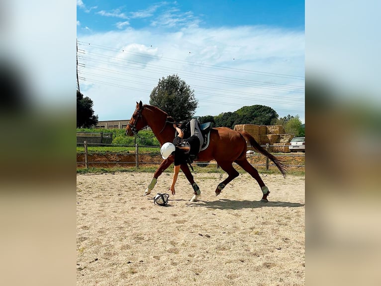 Anglo arabe Hongre 8 Ans 154 cm Alezan in Canet DAdri