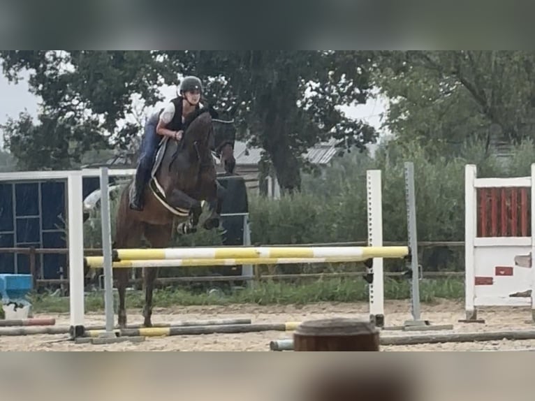 Anglo arabe Hongre 8 Ans 160 cm Bai brun in foligno