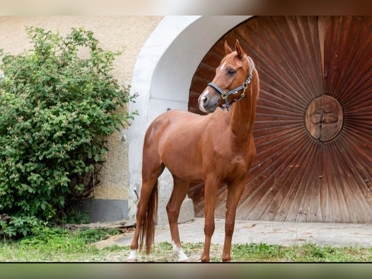 Anglo arabe Hongre 8 Ans 165 cm Alezan in Feldkirchen an der Donau