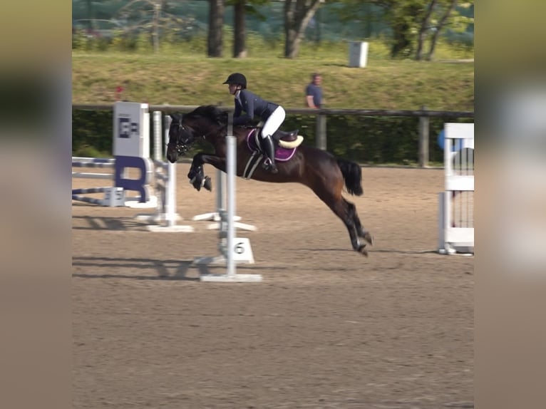 Anglo arabe Hongre 8 Ans 168 cm Bai in Gijon