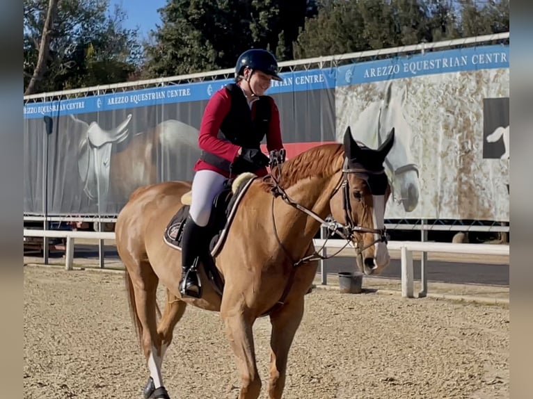 Anglo arabe Hongre 8 Ans 175 cm Alezan in Sérézin-du-Rhône