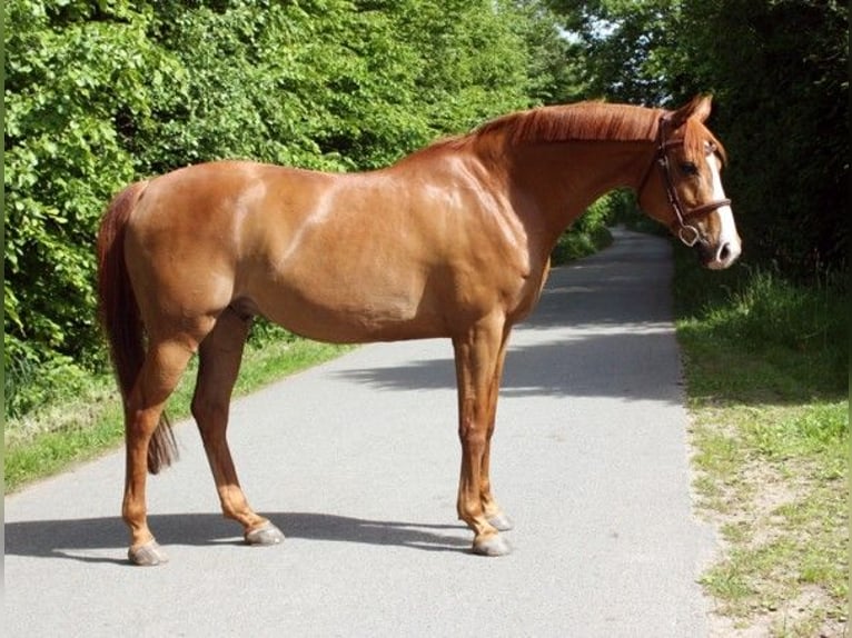 Anglo arabe Hongre 9 Ans 160 cm Alezan in Borstel-Hohenraden