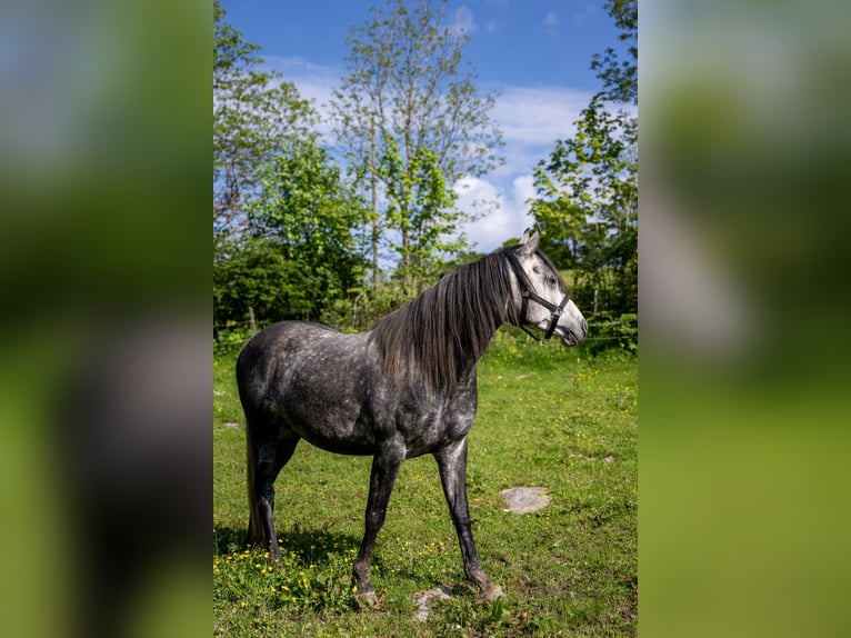 Anglo arabe Hongre 9 Ans 160 cm Peut devenir gris in Corcelles BE