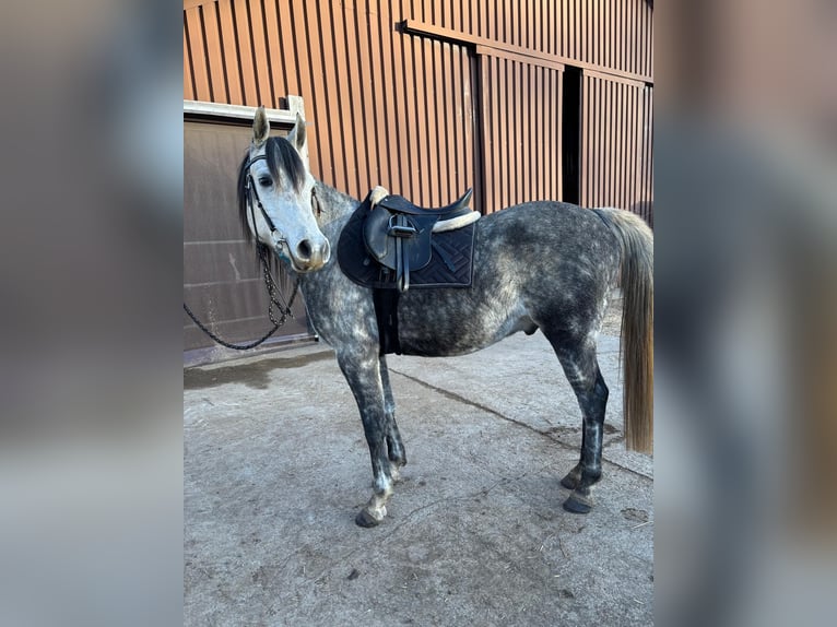Anglo arabe Hongre 9 Ans 160 cm Peut devenir gris in Corcelles BE