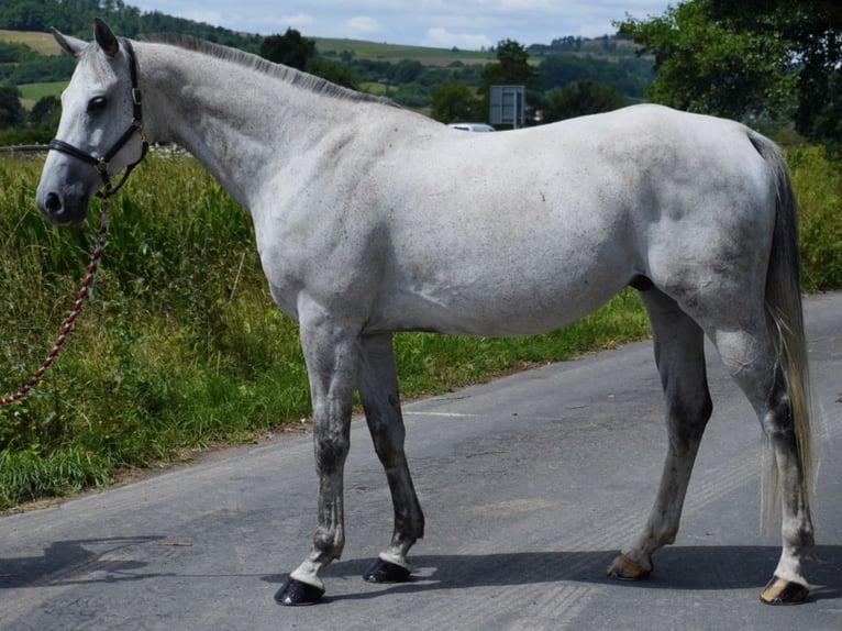 Anglo arabe Hongre 9 Ans 165 cm Gris in Rotenburg an der Fulda
