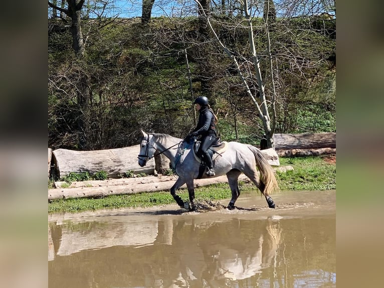 Anglo arabe Jument 10 Ans 157 cm Gris in Scheden