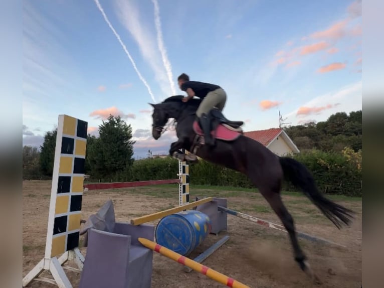 Anglo arabe Jument 11 Ans 159 cm Bai brun in Aviles