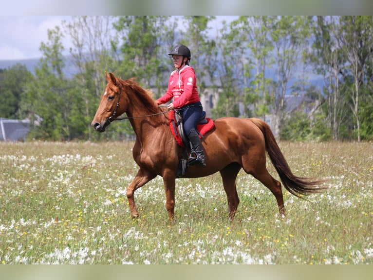Anglo arabe Jument 11 Ans 160 cm Alezan in st genes champespe