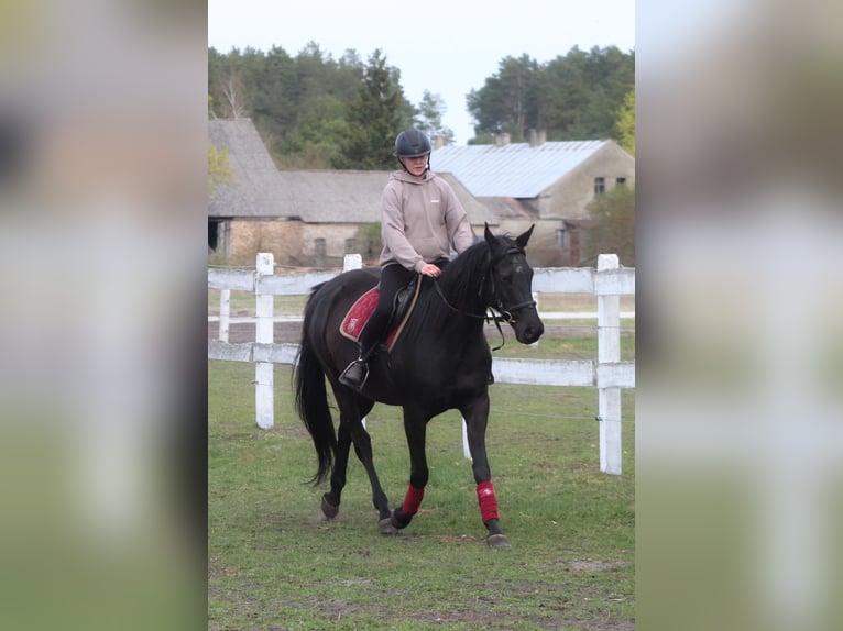 Anglo arabe Jument 11 Ans 164 cm Noir in Santok