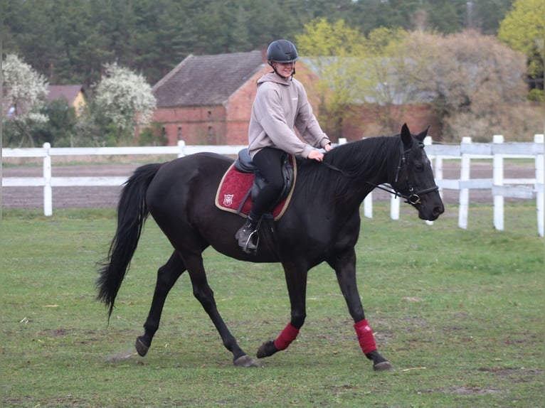 Anglo arabe Jument 11 Ans 164 cm Noir in Santok