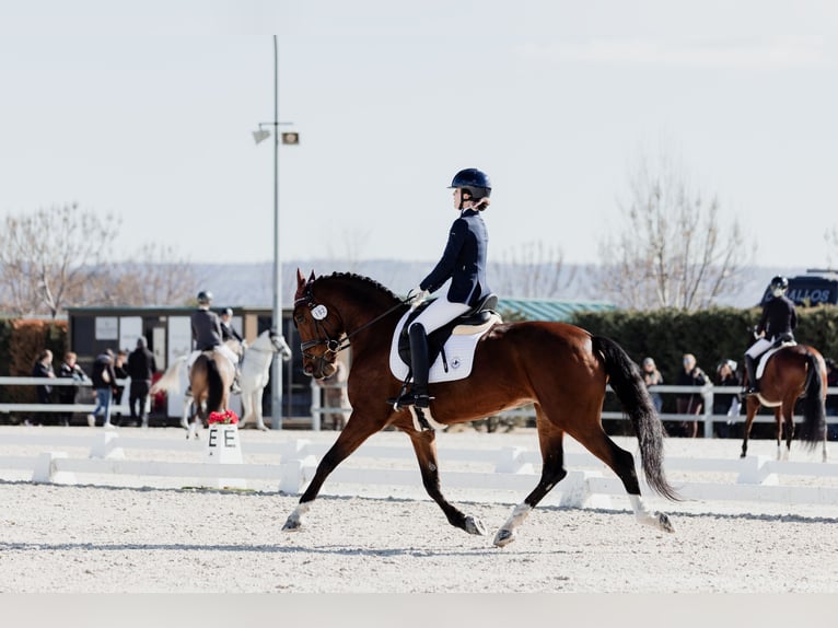 Anglo arabe Croisé Jument 12 Ans 158 cm Bai in Rivas-Vaciamadrid
